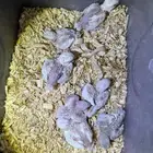 روز البينو