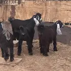 تم البيع  للبيع جفار عوارض صنف تيس مشروع فحل