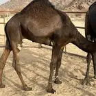قعودين كفو وعلى حليب اماتها