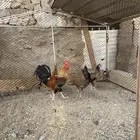 دجاج عربي