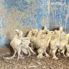 للبيع صوص براهما كولمبي