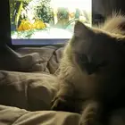 قط ذكر همالايا