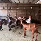 تيوس بلدي صافي