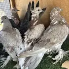 حمام زينه