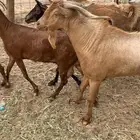 للبيع معزا جفار بيشيات برص ومعزا دهم