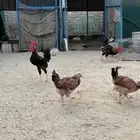 دجاج بلدي