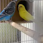 زوج بادجي بفروخهه