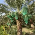ثمار النخل تمور متنوعه للبيع