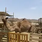 بكرة