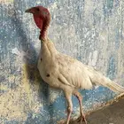 دجاج رومي