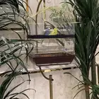 طيور الحب أليفه جدا