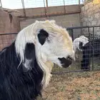 خروف نجدي للبيع