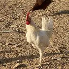 للبيع ديك بلدي