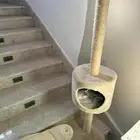 بيت قطط