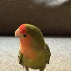 عصفور جميل جدا وسعر مناسب