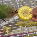روز اليف ياكل من يدك تصنيف جميل مناسب للجميع لحق العرض
