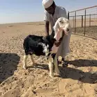 خروف مشروع فحل نجدي صنف تم البيع