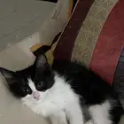 قطه للتبني