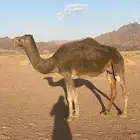 ناقه فاطر للبيع القحى توها