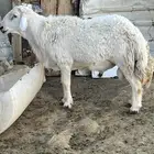 خروف السن ثني