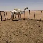 ضروبة وضحه