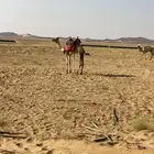 قعود حر طايع السن حق موقع المظيلف