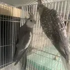 زوج كروان وايت فيس منتج