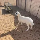 هجين حري بربري