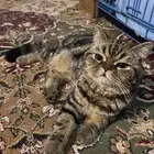 قط سكوتش تايقر للبيع