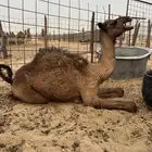 بكره للبيع