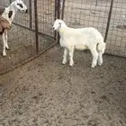 طلي ذبيحه تم البيع