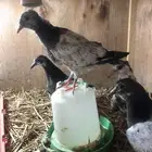 طبات مشكل هندي بزاجل بقلابي