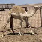 للبيع قعود