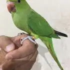 فرخ درة ولوف
