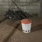 دجاج حبشي لبيع