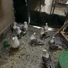 حمام حب الرمان زينه
