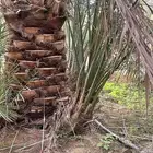 فروخ صقعي