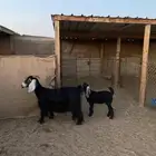 عنزين رغايث شمال محطة هلا ا