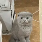 للبيع سكوتش فولد كيتن عدد 2