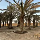 نخل للبيع