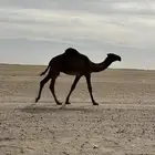 قعود عمره 9 شهور للبيع