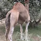 بعير للبيع