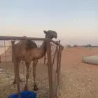 للبيع بكرة صفراء على بعير الأمير فيصل سعود الأجرب