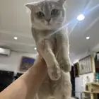 قطط سكوتش للبيع