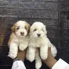 كلاب مالتيبو مني