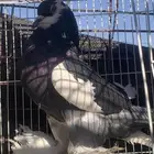 البيع ذكر نفاخ