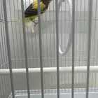 أنثى الكناري