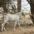 مشروع فحل بيشي مطور فاخر