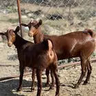 جفار دهم الدهم