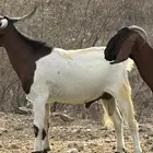 تيس